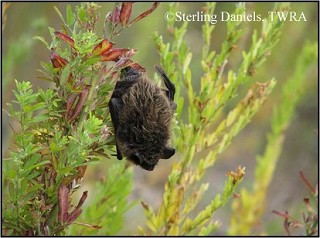 Tennessee's Watchable Wildlife