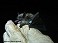 Tennessee's Watchable Wildlife