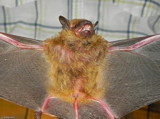 Tennessee's Watchable Wildlife