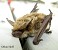 Tennessee's Watchable Wildlife