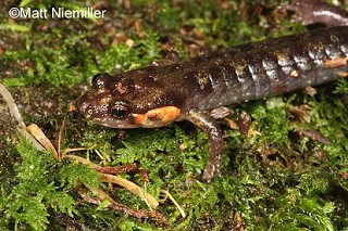 Tennessee's Watchable Wildlife