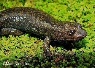 Tennessee's Watchable Wildlife