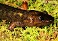 Tennessee's Watchable Wildlife