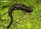 Tennessee's Watchable Wildlife