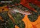 Tennessee's Watchable Wildlife