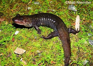 Tennessee's Watchable Wildlife