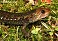 Tennessee's Watchable Wildlife