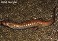 Tennessee's Watchable Wildlife