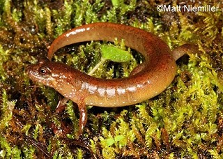 Tennessee's Watchable Wildlife