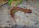 Tennessee's Watchable Wildlife