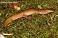 Tennessee's Watchable Wildlife