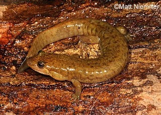 Tennessee's Watchable Wildlife