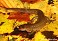 Tennessee's Watchable Wildlife