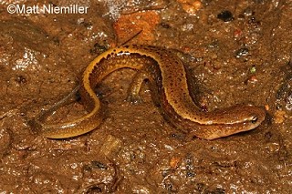 Tennessee's Watchable Wildlife