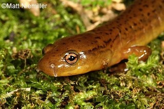 Tennessee's Watchable Wildlife