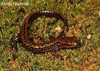 Tennessee's Watchable Wildlife