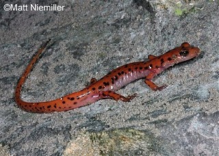 Tennessee's Watchable Wildlife