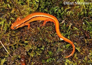 Tennessee's Watchable Wildlife