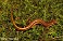 Tennessee's Watchable Wildlife