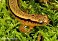 Tennessee's Watchable Wildlife