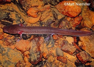 Tennessee's Watchable Wildlife