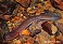 Tennessee's Watchable Wildlife