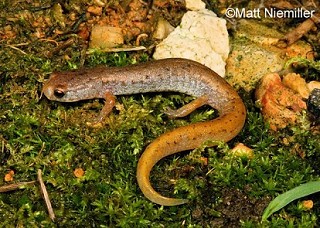 Tennessee's Watchable Wildlife
