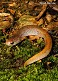 Tennessee's Watchable Wildlife