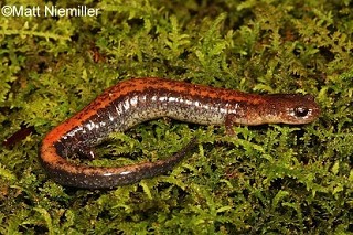 Tennessee's Watchable Wildlife