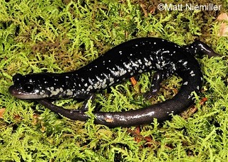 Tennessee's Watchable Wildlife