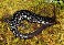 Tennessee's Watchable Wildlife