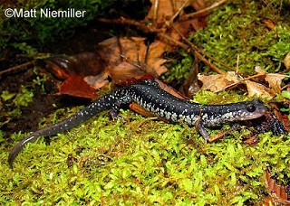 Tennessee's Watchable Wildlife
