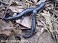 Tennessee's Watchable Wildlife