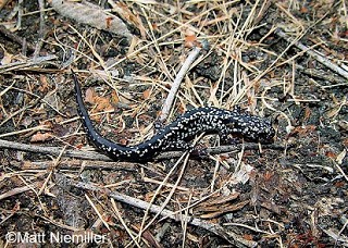 Tennessee's Watchable Wildlife