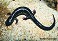Tennessee's Watchable Wildlife