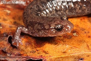 Tennessee's Watchable Wildlife