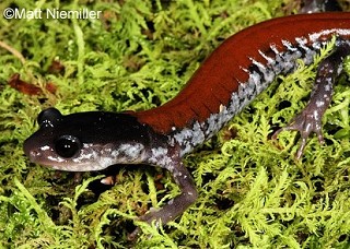 Tennessee's Watchable Wildlife