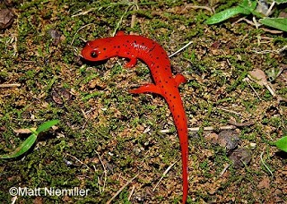 Tennessee's Watchable Wildlife