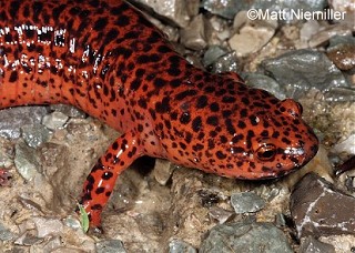 Tennessee's Watchable Wildlife