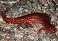 Tennessee's Watchable Wildlife