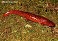 Tennessee's Watchable Wildlife