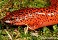 Tennessee's Watchable Wildlife