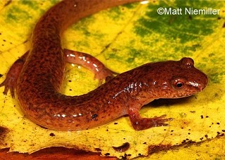 Tennessee's Watchable Wildlife