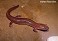 Tennessee's Watchable Wildlife
