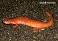 Tennessee's Watchable Wildlife