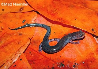 Tennessee's Watchable Wildlife