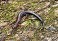 Tennessee's Watchable Wildlife