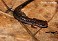 Tennessee's Watchable Wildlife