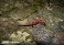 Tennessee's Watchable Wildlife