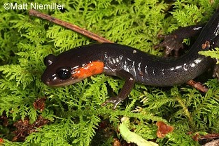Tennessee's Watchable Wildlife